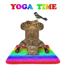 The beige cat athlete is doing yoga headstand exercise on a  fitness rainbow mat. A bird is sitting on his leg. White background. Isolated.