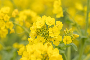 鴨川市の菜の花畑　千葉県鴨川市　日本