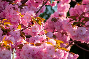 pink cherry blossom background in backlit sunlight. beautiful nature scenery in springtime