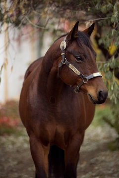 beautiful dark brown horse with western halter 