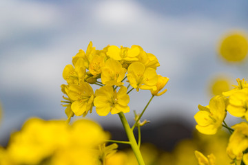 Obraz premium 鴨川市の菜の花畑 千葉県鴨川市 日本