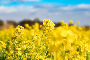 Obraz premium 鴨川市の菜の花畑 千葉県鴨川市 日本