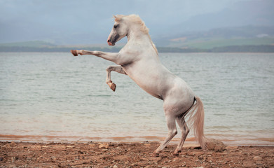 White Arabian horse standing on back legs on beach with lake on background 