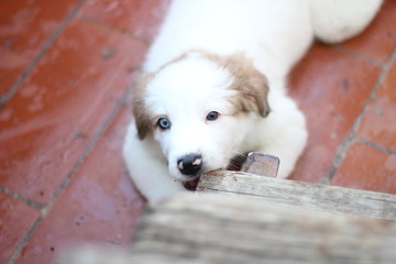 Cachorrito de perro blanco