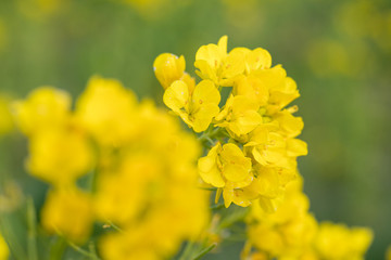 鴨川市の菜の花畑　千葉県鴨川市　日本