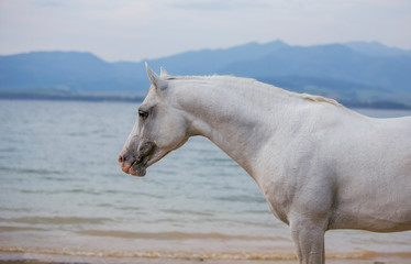 beautiful white Arabian horse portrait on blue lake background with mountains 