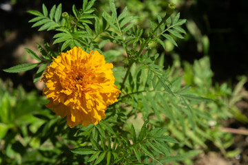 YELLOW FRENCH MARIGOLD TAGETES PATULA MISTER MAJESTIC FLOWER IN AN INDIAN ASSAM LOCAL GARDEN