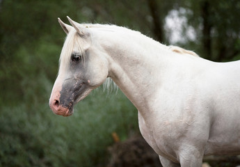 Obraz na płótnie Canvas beautiful white Arabian horse on green background 
