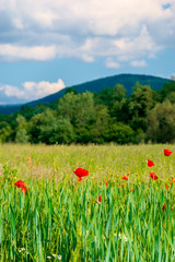 red poppy blooming in the field. beautiful countryside scenery of mountainous area. wonderful summer weather in the afternoon. blue sky with clouds