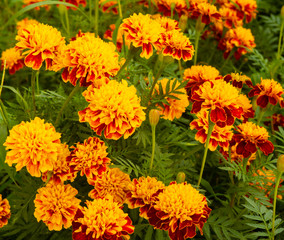 YELLOW FRENCH MARIGOLD TAGETES PATULA MISTER MAJESTIC FLOWER IN AN INDIAN ASSAM LOCAL GARDEN