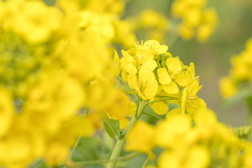 鴨川市の菜の花畑　千葉県鴨川市　日本