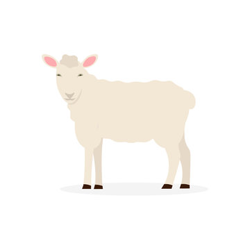 Sheep flat vector cartoon illustration isolated white background.