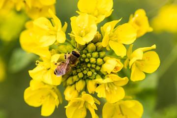 鴨川市の菜の花畑　千葉県鴨川市　日本