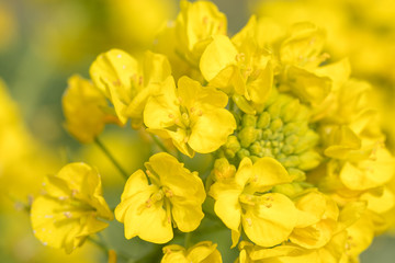 Fototapeta premium 鴨川市の菜の花畑 千葉県鴨川市 日本