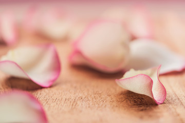 Soft Pink Rose Petal Background. Selective focused fresh pink rose petals background with copy space. Concept for valentine's day, floral poster, banner, pamphlet, holiday greeting cards, wallpaper.