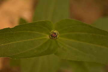 DAISY FAMILY SUNFLOWER TRIBE ZINNIA MICROGLOSSA BUD PINK COLOUR FLOWER IN INDIAN ASSAM LOCAL GARDEN