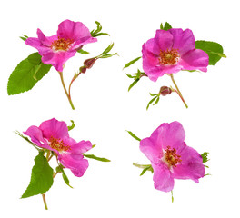 Fototapeta na wymiar Four blooming flowers of dog rose at various angles on white background