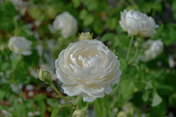 White roses are blooming in the garden.