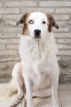 Perro blanco con un ojo de cada color