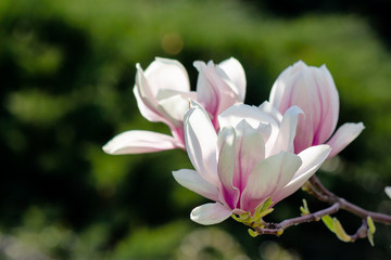 Obraz premium blooming branches of magnolia in sunlight. wonderful nature background in spring 