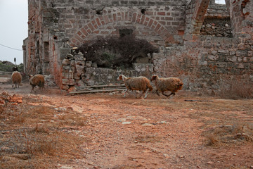 A flock of sheep near the ruins of a ruined building on the island of Levanzo, in the Egadi Islands in Sicily, Italy.