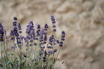 Planta de lavanda
