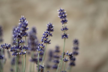 Planta de lavanda