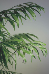 Naklejka premium Planta interior palmera