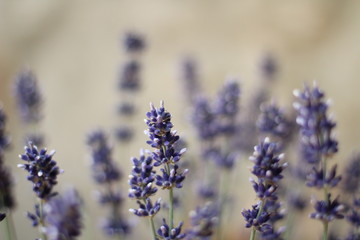 Planta de lavanda