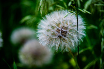 dandelion on background of green grass