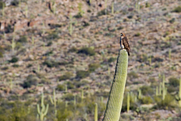 Harris Hawk on Cactus