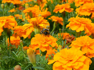 Cresta deep orange marigolds on a flowerbed with bumble bee. Orange marigolds flowers. Growing marigold tagetes patula.