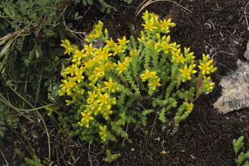 Scharfer Mauerpfeffer, Sedum acre