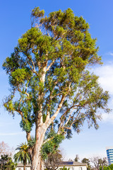 Tall Eucalyptus tree growing in a town in South San Francisco Bay Area, California; eucalyptus...