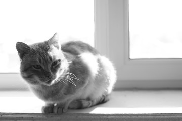 Lovely cat relax on a sunny windowsill indoor. Bw photo.