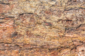 Pine tree bark texture. Surface of the old tree trunk.