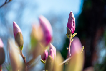 closed buds of magnolia tree. beautiful nature scenery in morning light. green and purple colors