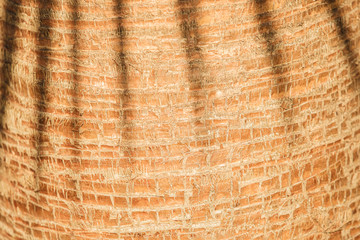 The texture of the palm tree trunk with shadows of leaves.