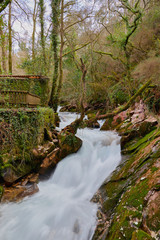 Río con cascada en un bosque