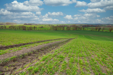 Fototapeta na wymiar Saat eines Getreidefeldes mit Fahrgasse im Frühling