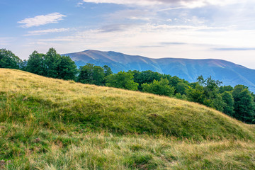 Fototapeta na wymiar carpathian mountain landscape in summer. weathered grass on the meadow. beech forest on the edge of a hill. mount apetska in the distance. sunny august afternoon with clouds on the sky