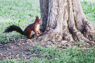 Ecureuil roux au bord d'un arbre