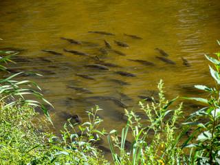 landscape with river