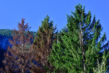 Absterbende Fichten im Gebirge	