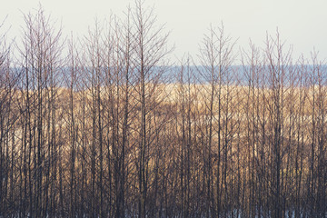 Bare branches of bushes in the dunes of the Baltic