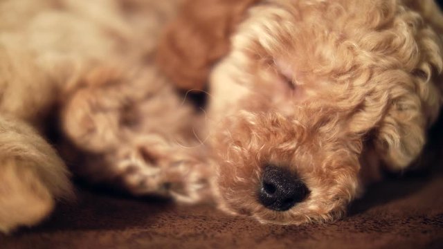 Adorable golden poodle sleeping on floor