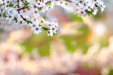 Spring season background with blossomed cherry tree branch on the top