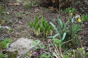 Green spring leaves hosta perennial plant