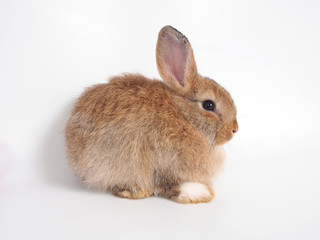 Brown furry and big black eyes young baby easter bunny on white background