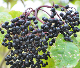 Bunch of elderberries with ripe berries